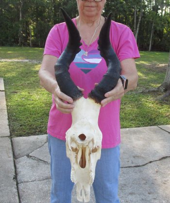 Buy Now this African Male Red Hartebeest skull with 21 inch horns - $95