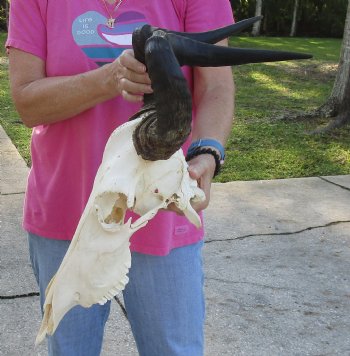 Real African Lichtensteins Hartebeest skull with 18 inch horns - $100