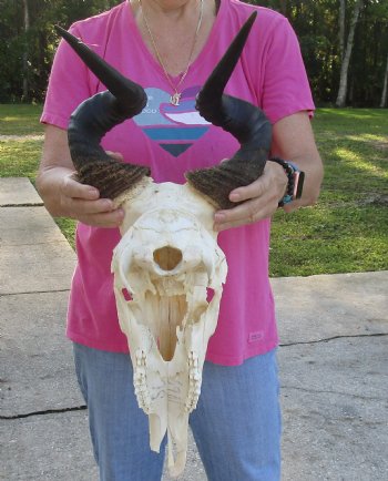 Real African Lichtensteins Hartebeest skull with 18 inch horns - $100