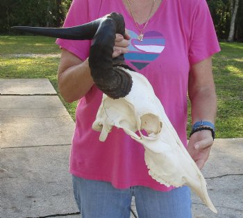 Real African Lichtensteins Hartebeest skull with 18 inch horns - $100