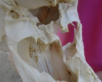 Real African Lichtensteins Hartebeest skull with 18 inch horns - $100