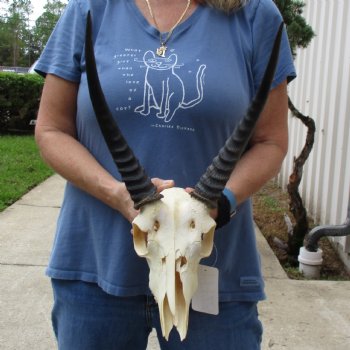 B-Grade 9" Common Reedbuck Skull with 12" Horns - $45