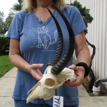 B-Grade 9" Common Reedbuck Skull with 12" Horns - $45