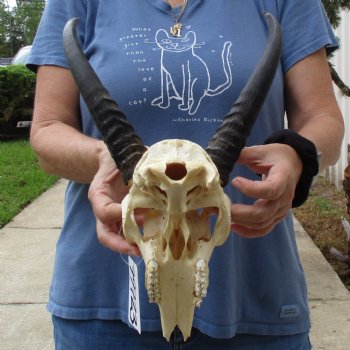 B-Grade 9" Common Reedbuck Skull with 12" Horns - $45