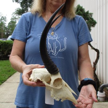 B-Grade 9" Common Reedbuck Skull with 12" Horns - $45