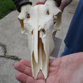 B-Grade 9" Common Reedbuck Skull with 12" Horns - $45