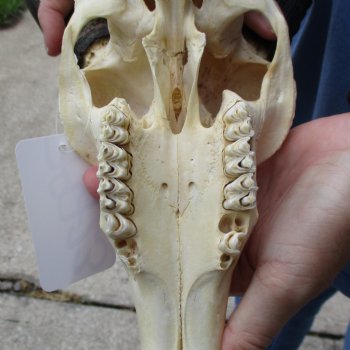 B-Grade 9" Common Reedbuck Skull with 12" Horns - $45