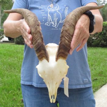 9" Angora Goat Skull with 15" Horns - $100