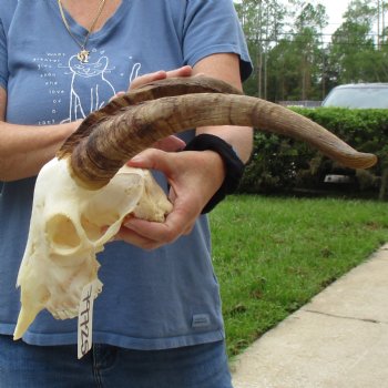 9" Angora Goat Skull with 15" Horns - $100