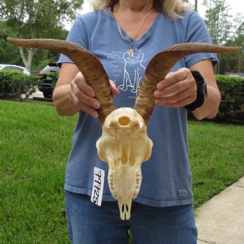 9" Angora Goat Skull with 15" Horns - $100