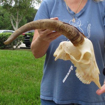 9" Angora Goat Skull with 15" Horns - $100