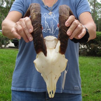 10" Angora Goat Skull with 17" Horns - $100