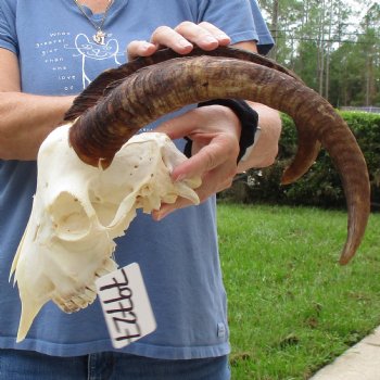 10" Angora Goat Skull with 17" Horns - $100