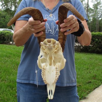 10" Angora Goat Skull with 17" Horns - $100