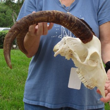 10" Angora Goat Skull with 17" Horns - $100