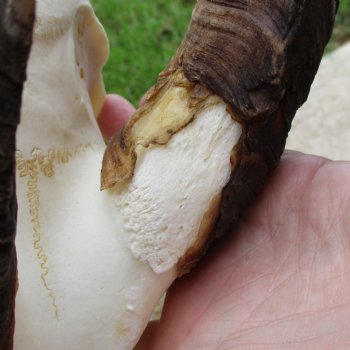 10" Angora Goat Skull with 17" Horns - $100