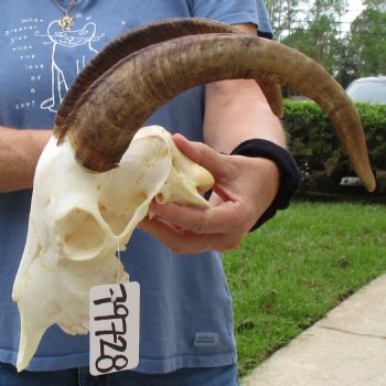 9" Angora Goat Skull with 13" Horns - $100