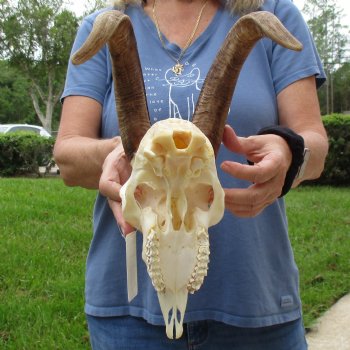 9" Angora Goat Skull with 13" Horns - $100