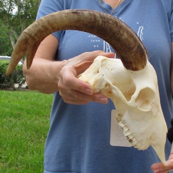 9" Angora Goat Skull with 13" Horns - $100