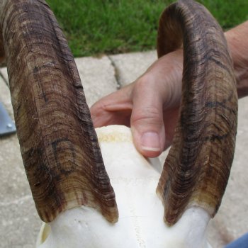 9" Angora Goat Skull with 13" Horns - $100