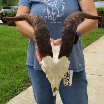 9" Angora Goat Skull with 17" Horns - $120