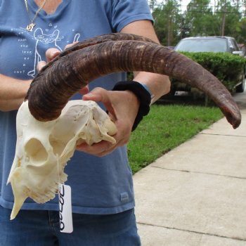 9" Angora Goat Skull with 17" Horns - $120