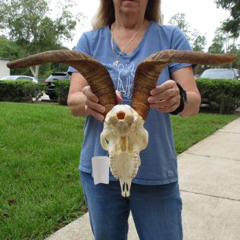 9" Angora Goat Skull with 17" Horns - $120