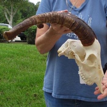 9" Angora Goat Skull with 17" Horns - $120