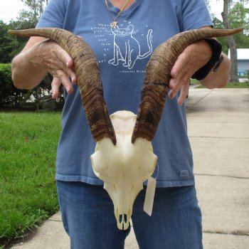 9" Angora Goat Skull with 17" Horns - $120