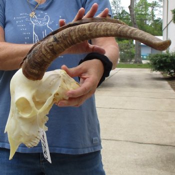 9" Angora Goat Skull with 17" Horns - $120