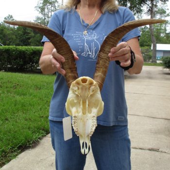 9" Angora Goat Skull with 17" Horns - $120