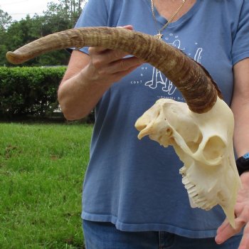 9" Angora Goat Skull with 17" Horns - $120