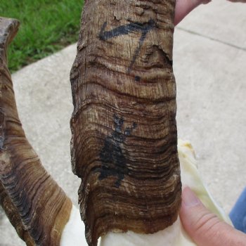 9" Angora Goat Skull with 17" Horns - $120