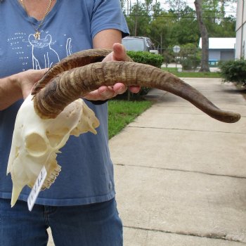 9" Angora Goat Skull with 16" Horns - $120