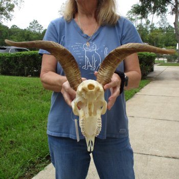 9" Angora Goat Skull with 16" Horns - $120