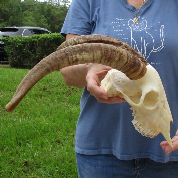 9" Angora Goat Skull with 16" Horns - $120