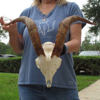 A-Grade 9" Angora Goat Skull with 17" Horns - $125