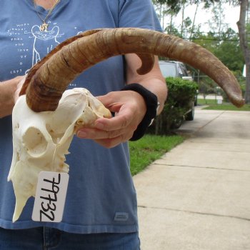 A-Grade 9" Angora Goat Skull with 17" Horns - $125