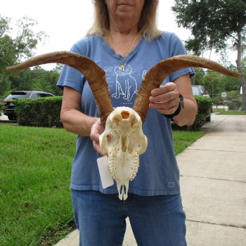 A-Grade 9" Angora Goat Skull with 17" Horns - $125