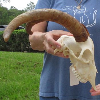 A-Grade 9" Angora Goat Skull with 17" Horns - $125