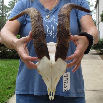 9" Angora Goat Skull with 18" Horns - $120