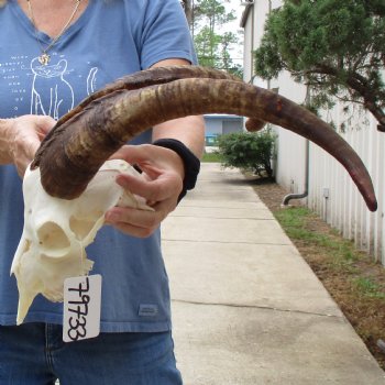 9" Angora Goat Skull with 18" Horns - $120