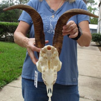 9" Angora Goat Skull with 18" Horns - $120