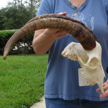 9" Angora Goat Skull with 18" Horns - $120