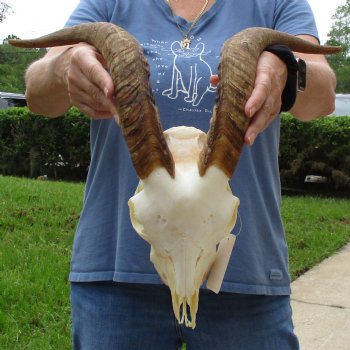 10" Angora Goat Skull with 18" Horns - $120