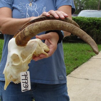 10" Angora Goat Skull with 18" Horns - $120