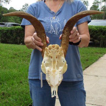 10" Angora Goat Skull with 18" Horns - $120