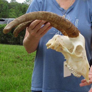 10" Angora Goat Skull with 18" Horns - $120