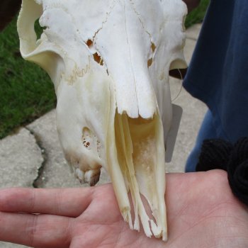 10" Angora Goat Skull with 18" Horns - $120