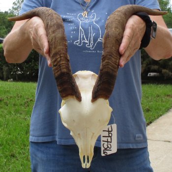 9" Angora Goat Skull with 17" Horns - $120